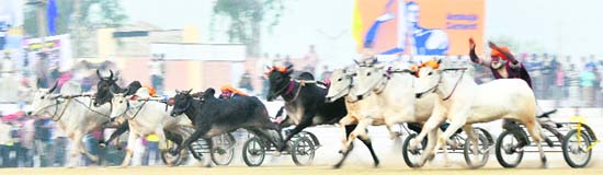 Bullock cart race in progress during Kila Raipur rural sport