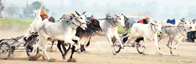 A bullock cart race in progress at Kila Raipur games.