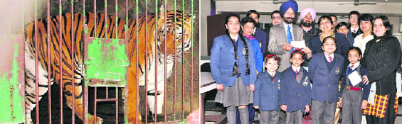 A tiger that has been adopted by students of Kundan Vidya Mandir, at the Ludhiana Tiger Safari. Photo: Inderjeet Verma (Right) Students of Kundan Vidya Mandir, along with pricipal Navita Puri (centre), hand over a cheque to district forest officer DS Brar in Ludhiana on Wednesday.