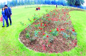The Rose Garden-16 gears up for the annual Rose Festival. — Photo: S Chandan