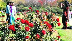 Full bloom: Roses add colour to the campus.