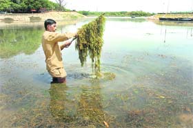 A worker of the Lake Club removes weeds from Sukhna Lake in Chandigarh