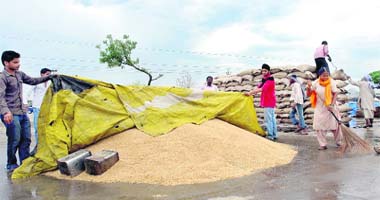 As the country awaits a record 84.27 million tonne wheat output, farmers at the Rajpura grain market try to save their produce from the unexpected showers that lashed the region on Sunday