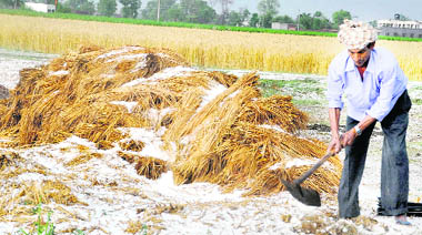 A farmer tries to salvage his crop in Jalandhar after rain and hail lashed the region on Monday.