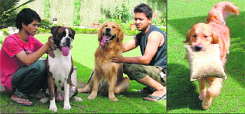 The rare breeds of dogs that are in demand by dog lovers; and (right) Barney, a Golden Retriever, who has won several awards