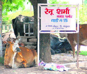 While the Municipal Council sleeps, stray cattle pose a threat to the lives of residents of Panchkula.