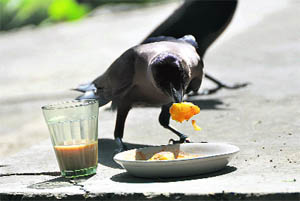 A crow seems to relish leftovers and tea on the PAU campus in Ludhiana