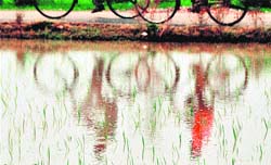 Reflection of cyclists in a paddy field in Ludhiana adds to the nature’s beauty.