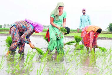 Image result for paddy punjab field