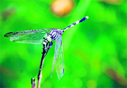 A dragon fly perched on a stem against a green background makes for a striking picture