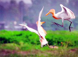 Egrets share a playful moment in a field near Ludhiana