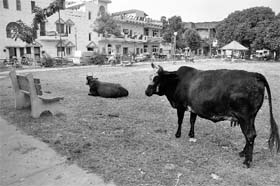 Stray cattle seen roaming about freely in a park in Phase IX