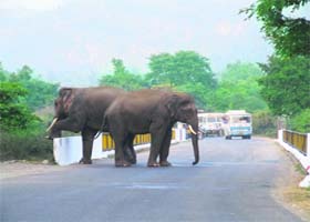 Elephants strolling on the highway on the Rishikesh-Haridwar highway