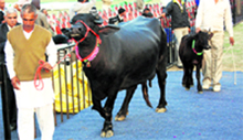 A farmer with his buffalo beauty in Jind.