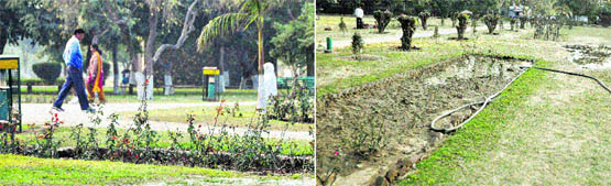 Weeds and poorly maintained rose beds at the Nehru Rose Garden and the Rakh Bagh in Ludhiana.