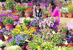 Visitors admire flowers at Dr MS Randhawa Golden Jubilee Flower Show and Competition on the PAU campus on Thursday