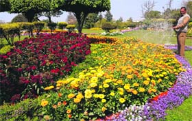 Flowers blooming at the CITCO roundabout in Sector 16, Chandigarh