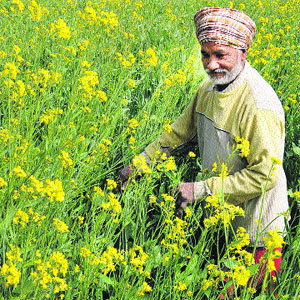 A farmer takes a look at his mustard crop near Zirakpur.