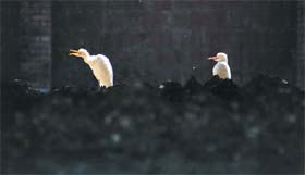 Two birds enjoy a sunny morning on the Punjab Agricultural University campus in Ludhiana