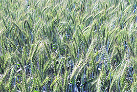 With Baisakhi nearing, ripe wheat crop seen swaying at Bhattian village near Ludhiana.