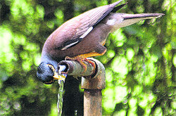 A bird drinks water from a running tap in Chandigarh.
