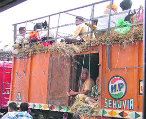 Endangering their lives, a group of people sit atop a truck on their way to a pilgrimage in Ludhiana on Wednesday.