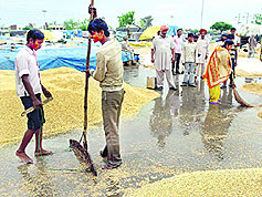 Showers in the region gave tough time to workers at the Rajpura grain market.