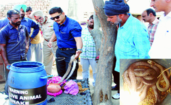 A team of the forest department shows the recovered cobras in Meawal Araiyan village in Shahkot on Saturday.