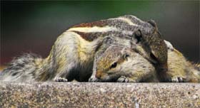 A mother squirrel tries to comfort her baby in Chandigarh.