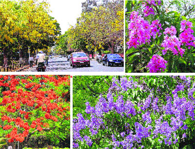 Delightful sight: Colourful flowers blooming on trees make City Beautiful even more attractive
