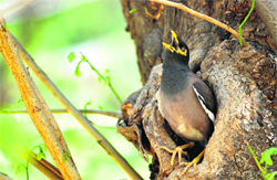Praying for a drop of waterA bird with its beak open seems to be craving for rain in the scorching heat in Ludhiana. Tribune photo: Himanshu Mahajan