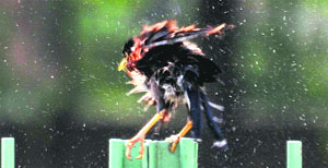 A bird dries itself after a bath on a hot day.
