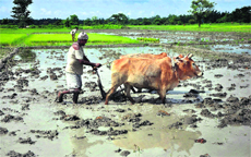 A farmer ploughs a field at Bogalimari in Baska district of Assam on Monday