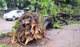 An uprooted tree on the road separating Sectors 35 and 34 after the rain in Chandigarh on Sunday.