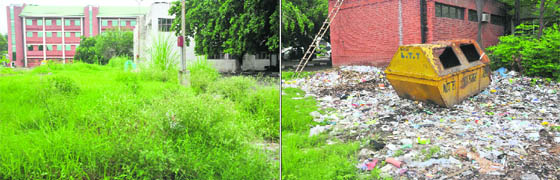 Wild growth of congress grass; and (right) heaps of garbage lying unattended at the Mohali Civil Hospital.