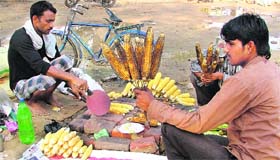 Corncobs (butta) being sold on a footpath in Ludhiana on Monday.