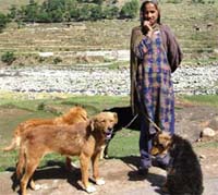 A Gujjar woman with Bakerwali shepherd dogs