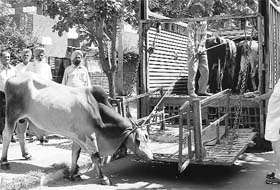 Employees of the Municipal Corporation catch stray cattle at Phase I in Mohali on Friday.