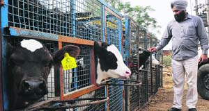 Sukhdev at his dairy farm in Mohali district. 