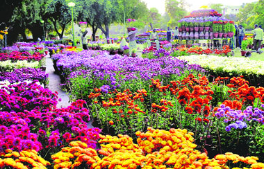 Preparations under way for the chrysanthemum show, scheduled to begin at the Terraced Garden in Sector 33 on December 14.