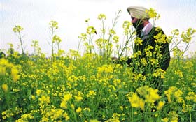 A farmer at a mustard field on the PAU campus in Ludhiana