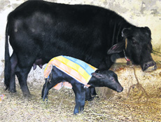 World’s first surviving cloned buffalo Garima-II with its calf at the NDRI, Karnal, on Friday.