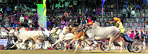 Riders keep the momentum going during a bullock cart race