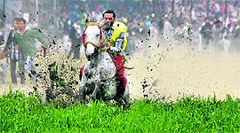 A rider in action on the final day of the 77th Kila Raipur Sports Festival in Ludhiana on Sunday