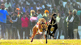 It’s a race to the finish for these greyhounds and their owners