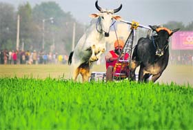 A participant tries to control his bulls during the bullock cart race on the concluding day of the Kila Raipur Sports Festival on Sunday