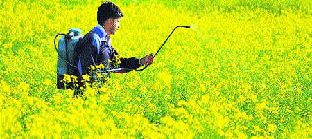 To save the crop from insects, a worker sprays pesticide in a mustard field in Ludhiana.