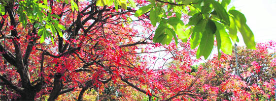 Kusum trees have a peculiar trait of leaf fall during the month of March. With new leaves in spring.
