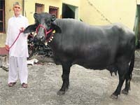 Black beauty: Lakshmi has been bought by an Andhra Pradesh farmer