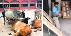 Stray cattle squat inside Government Primary School; and (right) a man paints his doors on the school premises at Sector 19 in Panchkula